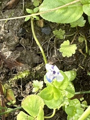 Lindernia rotundifolia