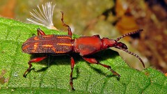 Brentidae