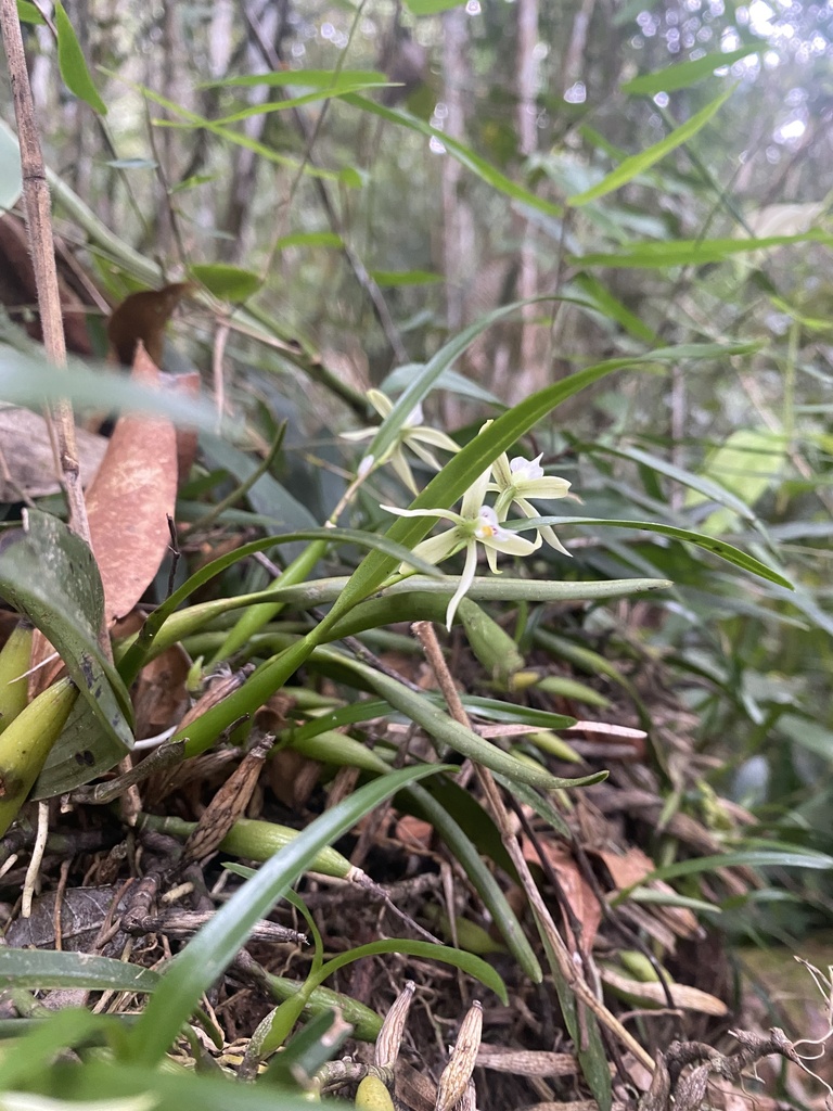 Prosthechea calamaria