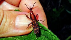 Brentidae