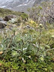 Celmisia angustifolia