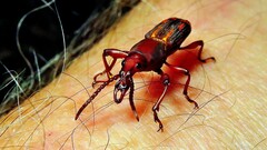 Brentidae