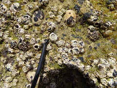 Chthamalus dentatus