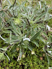 Celmisia angustifolia