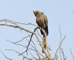 Corythaixoides concolor