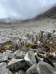 Leucogenes grandiceps