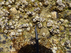 Chthamalus dentatus