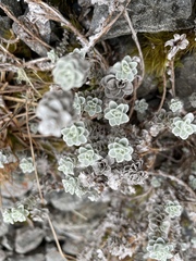 Leucogenes grandiceps