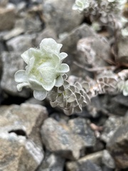 Leucogenes grandiceps