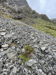 Leptinella pyrethrifolia