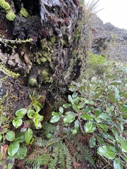 Aciphylla similis