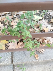 Origanum majorana