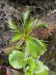 Aciphylla similis