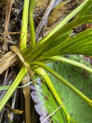 Aciphylla similis
