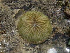 Cycloseris cyclolites