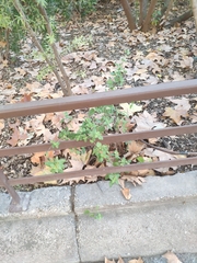 Origanum majorana