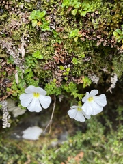 Ourisia caespitosa