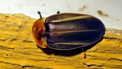 Cratomorphus