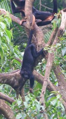 Alouatta belzebul