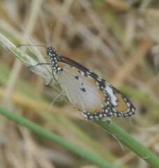 Danaus petilia