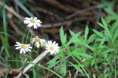 Osmitopsis osmitoides