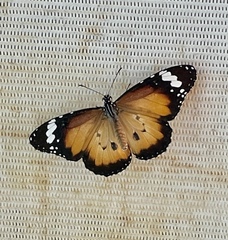 Danaus petilia