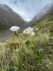 Ranunculus lyallii