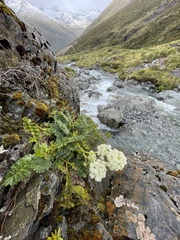 Anisotome pilifera