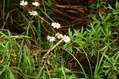 Osmitopsis osmitoides