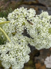 Anisotome pilifera
