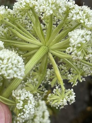 Anisotome pilifera