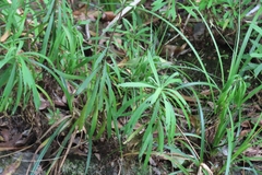 Osmitopsis osmitoides