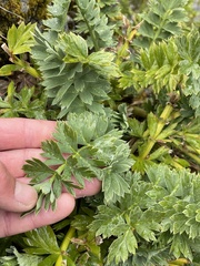 Anisotome pilifera