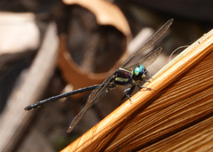 Eusynthemis aurolineata