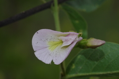 Clitoria kaessneri