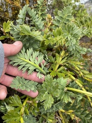 Anisotome pilifera