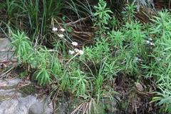 Osmitopsis osmitoides