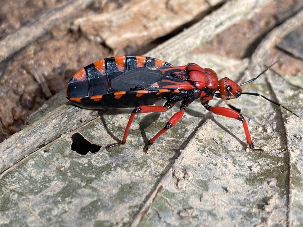 Brontostoma trux