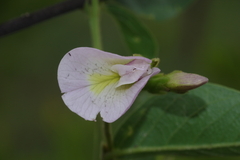 Clitoria kaessneri