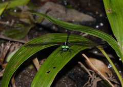 Eusynthemis aurolineata