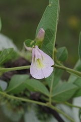 Clitoria kaessneri
