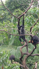 Alouatta belzebul