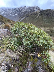 Pseudopanax colensoi