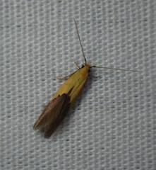 Opogona protodoxa