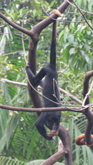 Alouatta belzebul
