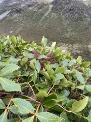 Pseudopanax colensoi