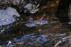 Spinaeschna tripunctata