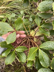 Pseudopanax colensoi