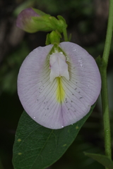 Clitoria kaessneri