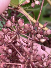 Pseudopanax colensoi